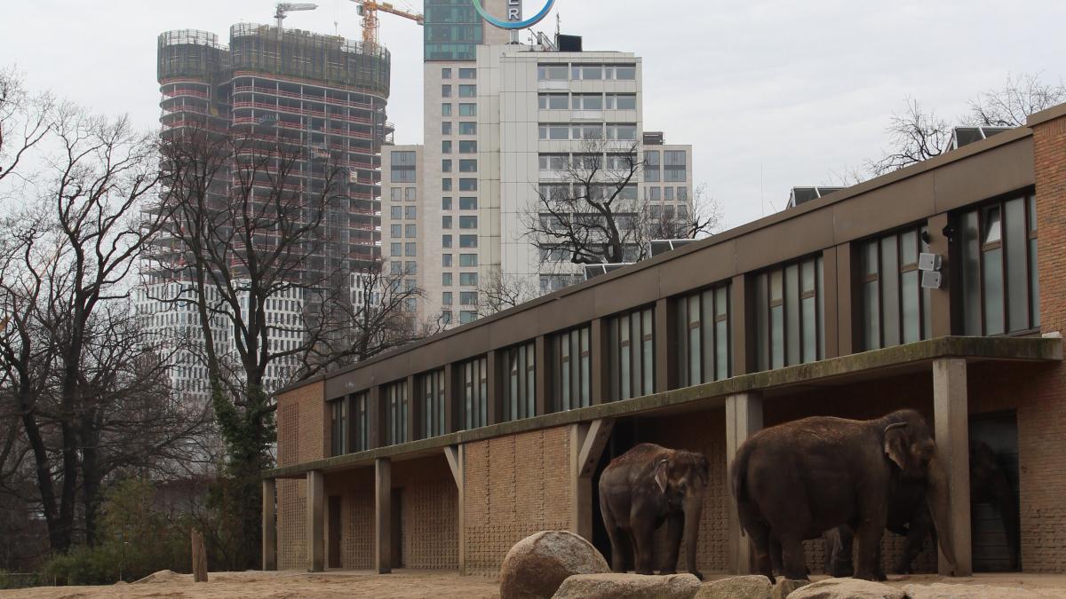 Disjonction, Tierpark, Berlin
